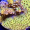 Green Gem Acropora Close Up