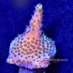 Rainbow Acropora 1