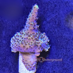 Rainbow Acropora 2