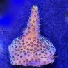 Rainbow Acropora 3