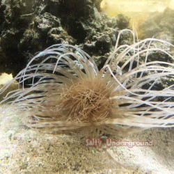 White Tube Anemone