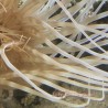 White Tube Anemone