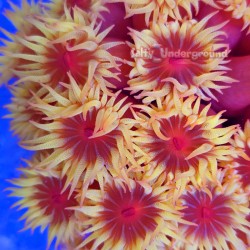 Sun Coral 5-6 inches - Large colony