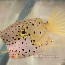 Yellow Cubicus Boxfish (Ostracion cubicus)