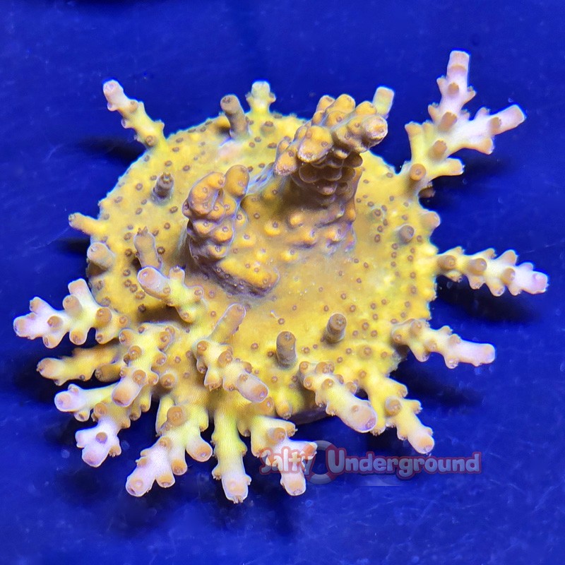 Bumblebee Acropora Far