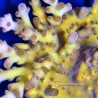 Bumblebee Acropora Close