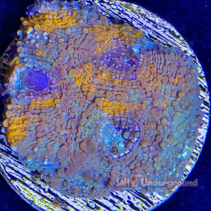 Acanthastrea Micromussa Tie Die Close up