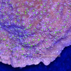 Electric Grape Montipora Close Up