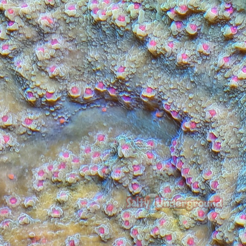 Chili Pepper Montipora Close Up