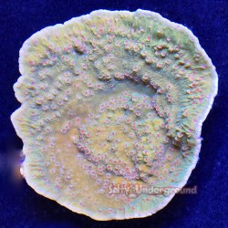 Chili Pepper Montipora Far