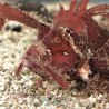 Ambon Scorpionfish (Pteroidichthys amboinensis) close