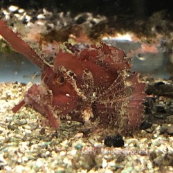 Ambon Scorpionfish (Pteroidichthys amboinensis)