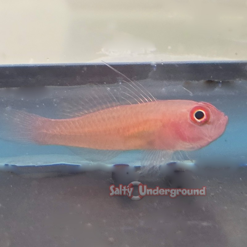 Neon Pygmy Goby