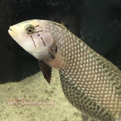 Dragon Wrasse (Novaculichthys taeniourus) adult