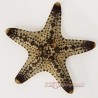 African Star