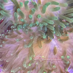 Green Bulb Anemone Close Up