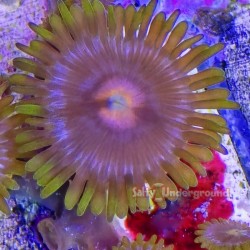 Cookie Monster Zoa Close Up