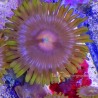 Cookie Monster Zoa Close Up