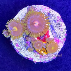 Cookie Monster Zoa Far