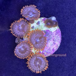 Mixed Zoanthid