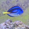 Yellow Belly Blue Hippo Tang (Paracanthurus hepatus)