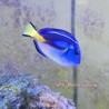 Yellow Belly Blue Hippo Tang (Paracanthurus hepatus)