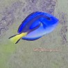 Yellow Belly Blue Hippo Tang (Paracanthurus hepatus)