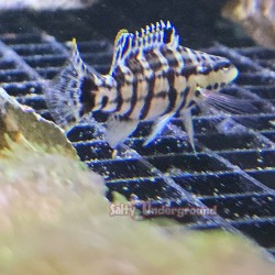 Harlequin Basslet