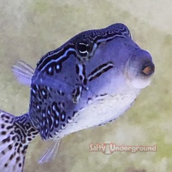 Reticulated Boxfish