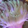 Long Tentacle Anemone