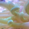 Long Tentacle Anemone