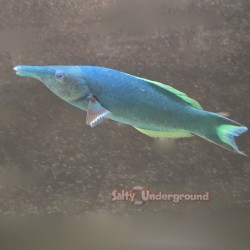 Blue Bird Wrasse (Gomphosus...