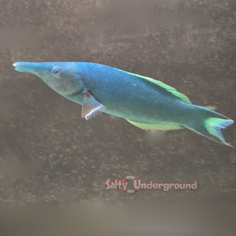 Blue Bird Wrasse (Gomphosus Caeruleus)