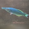 Blue Bird Wrasse (Gomphosus Caeruleus)