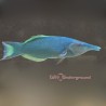 Blue Bird Wrasse (Gomphosus Caeruleus)