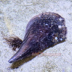 Atlantic Pen Shell (Atrina...