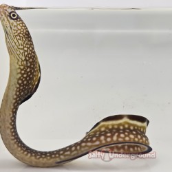 Blackedge Moray Eel (Gymnothorax saxicola)