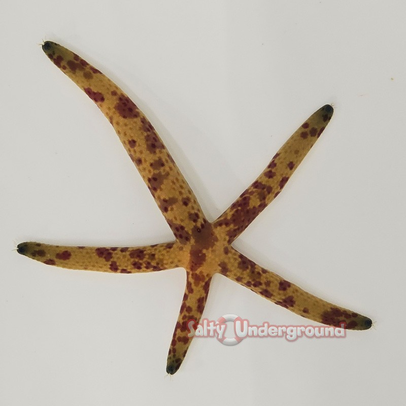 Multicolored Linckia Starfish