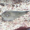 Stargazer Goby