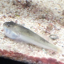 Stargazer Goby