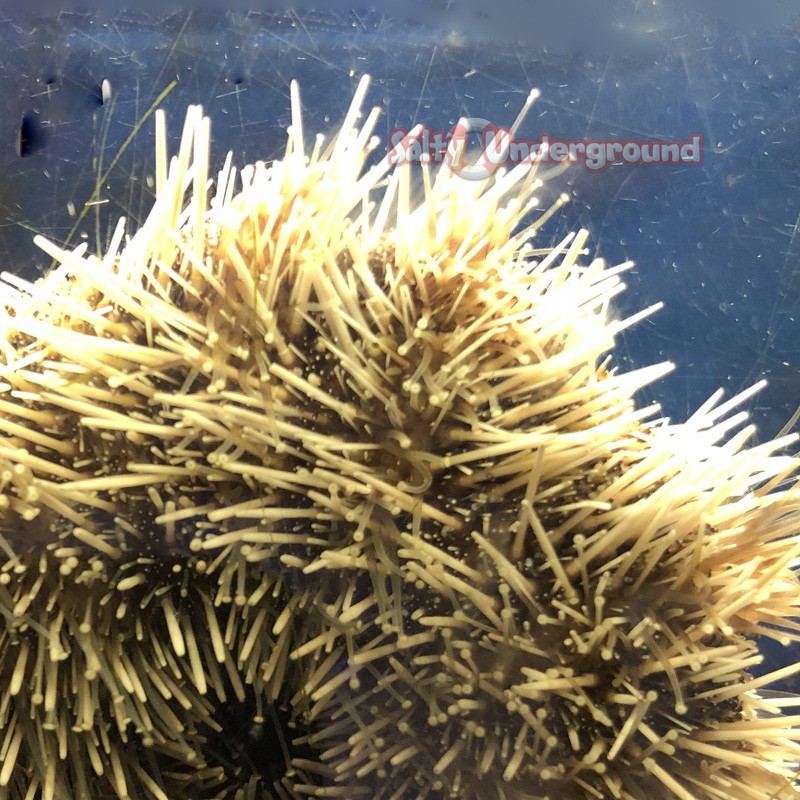 West Indian Sea Egg Collector Urchin