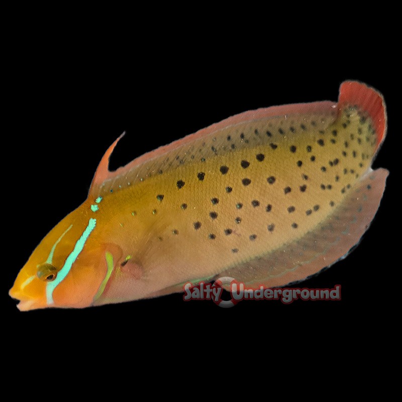 Clown Coris Wrasse (Adult)