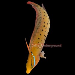 Clown Coris Wrasse (Adult)