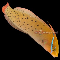 Clown Coris Wrasse (Adult)