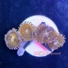 Fairy Dust Zoa Far