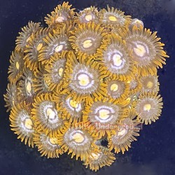 Clementine Zoanthid