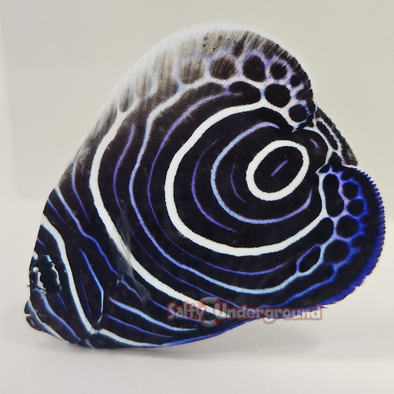 Blue Koran Angelfish