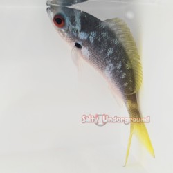 Yellow Tail Fusilier (Caesio sp.)