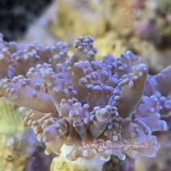 Large Purple Frogspawn Colony (euphyllia divisa)