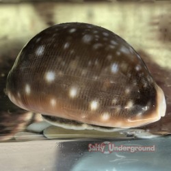 Arabian Cowrie (Maurita...